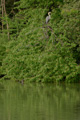 Graureiher 1