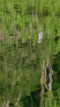 Reflections
