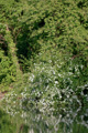 Schneeflocken