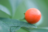 Rot